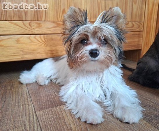 Yorkshire terrier kisfiú (yorki)