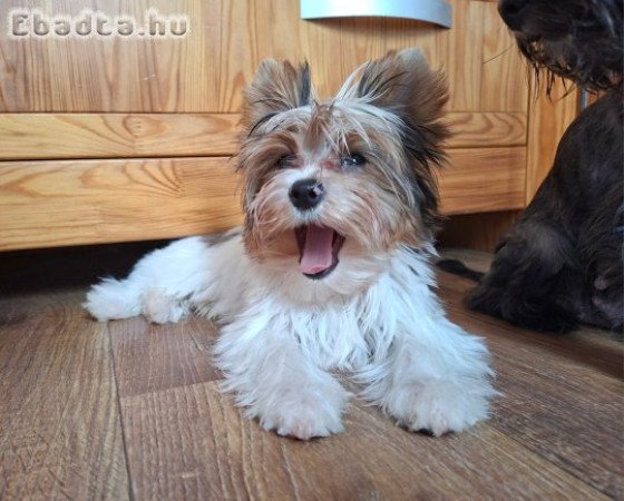 Yorkshire terrier kisfiú (yorki)