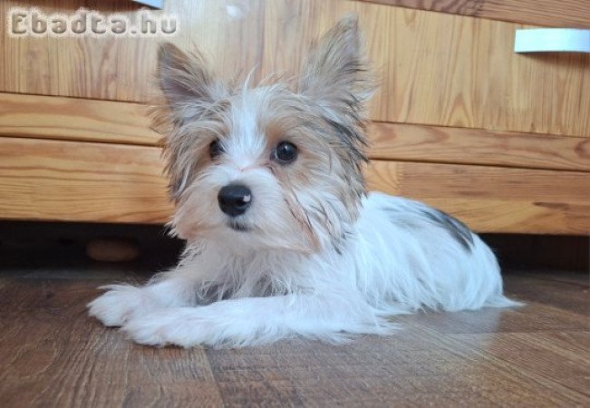 Yorkshire terrier kisfiú (yorki)