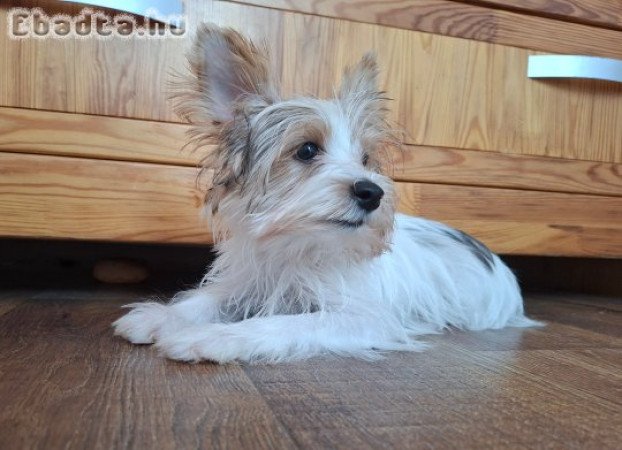 Yorkshire terrier kisfiú (yorki)