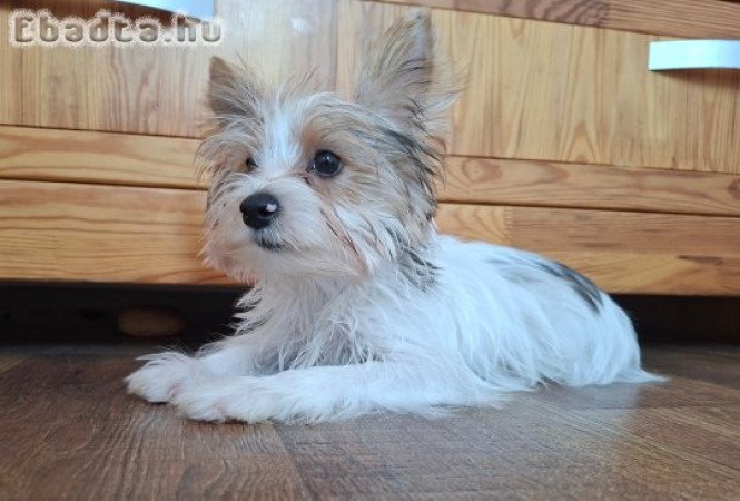 Yorkshire terrier kisfiú (yorki)