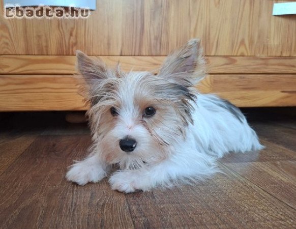 Yorkshire terrier kisfiú (yorki)