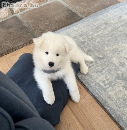 Samoyed