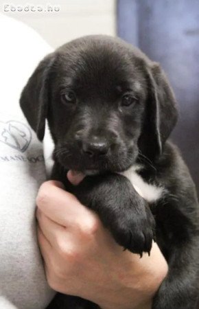 Labrador retriever kölykök