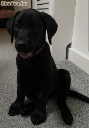 Labrador retriever kölykök