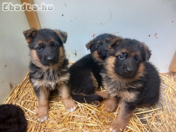 Német juhász kiskutyák eladók