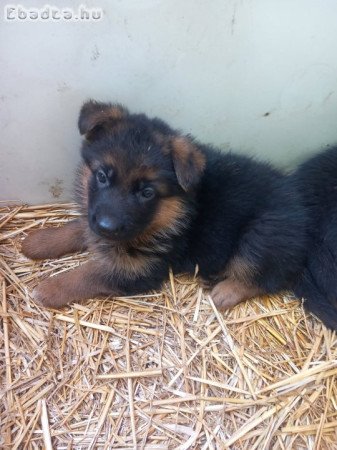 Német juhász kiskutyák eladók