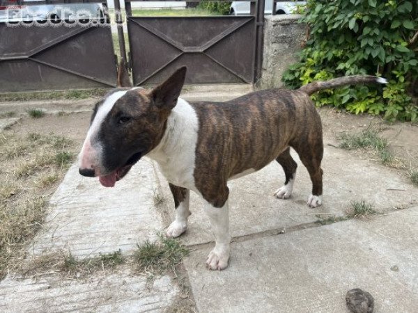 Gazdit keres Loki a bulltermikus energiaközpont!