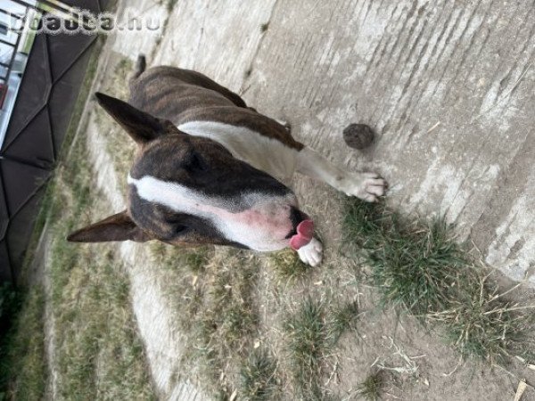 Gazdit keres Loki a bulltermikus energiaközpont!