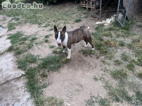 Gazdit keres Loki a bulltermikus energiaközpont!