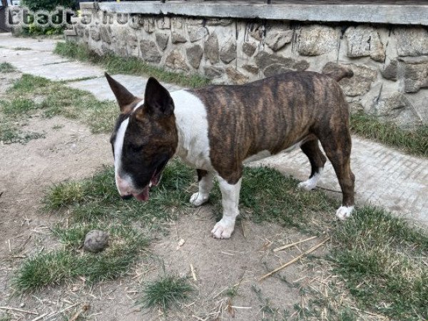 Gazdit keres Loki a bulltermikus energiaközpont!