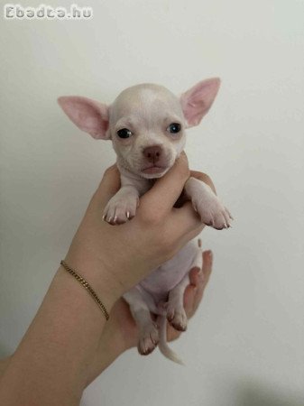 Csivava (fajtatiszta jellegű) kiskutyák