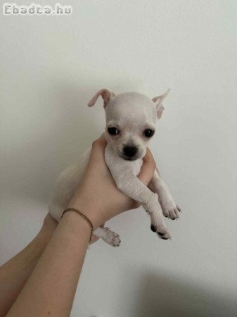 Csivava (fajtatiszta jellegű) kiskutyák