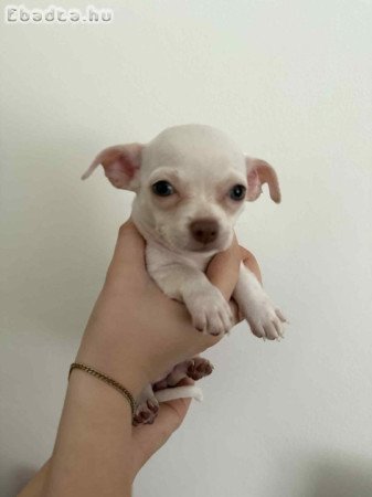 Csivava (fajtatiszta jellegű) kiskutyák