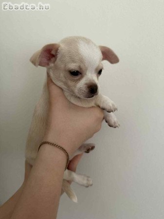 Csivava (fajtatiszta jellegű) kiskutyák