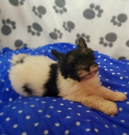 Yorkshire terrier biewer