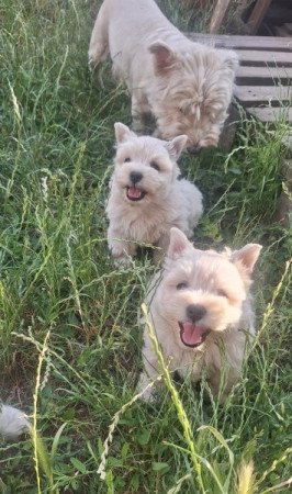 West highland white terrier