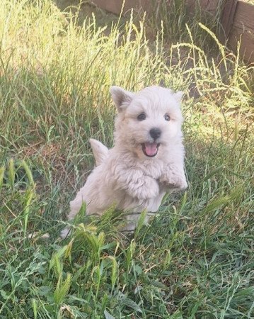 West highland white terrier