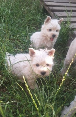 West highland white terrier