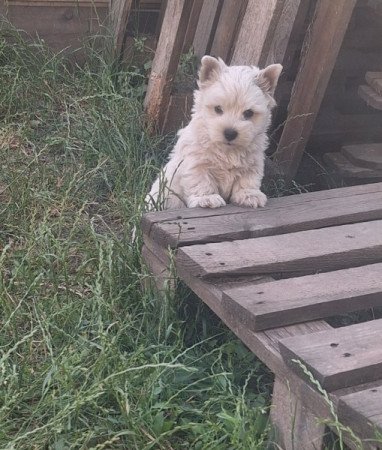 West highland white terrier
