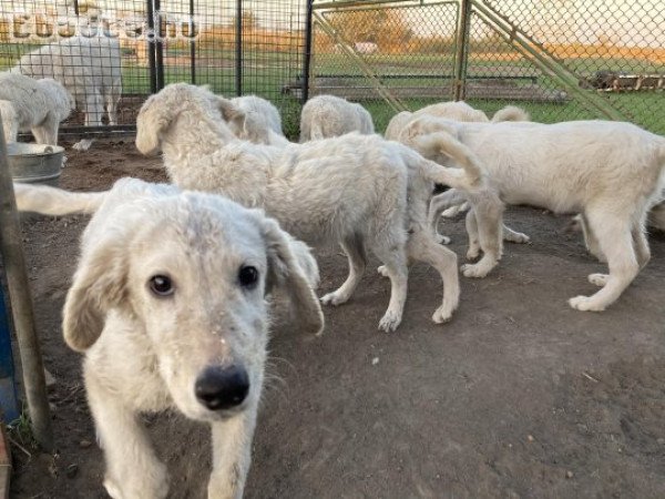 Fajtatiszta jellegű kuvasz kölykök