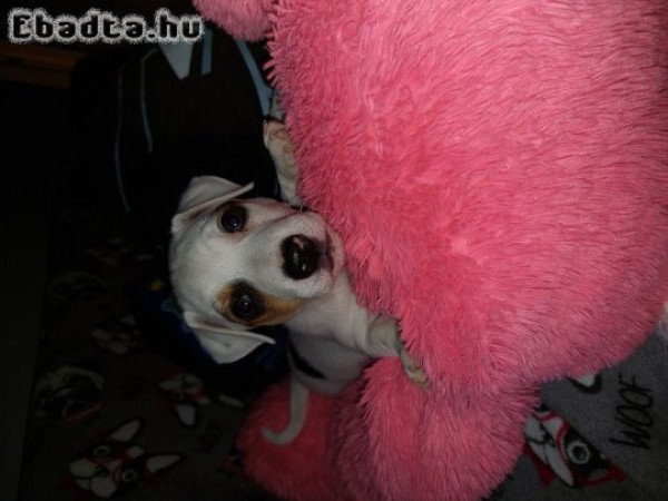 7 hetes Jack russell