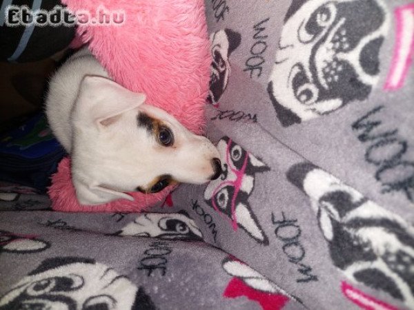 7 hetes Jack russell