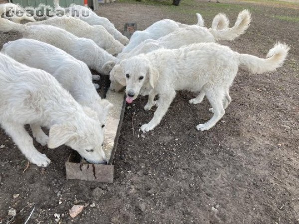 Fajtatiszta jellegű kuvasz kölykök