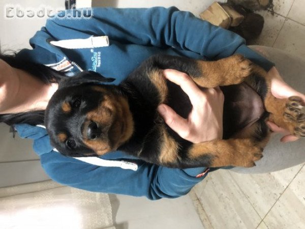 Rottweiler kiskutyák