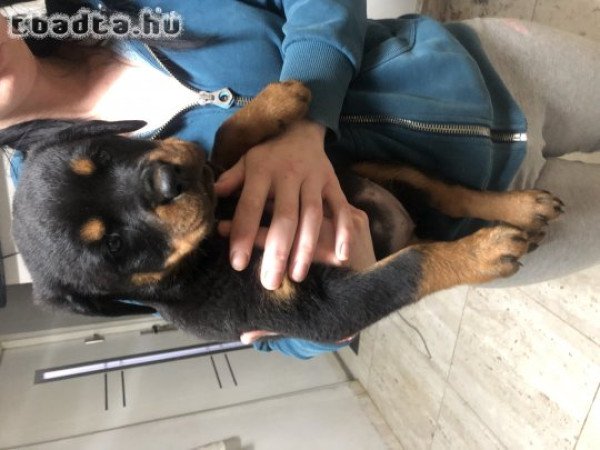 Rottweiler kiskutyák