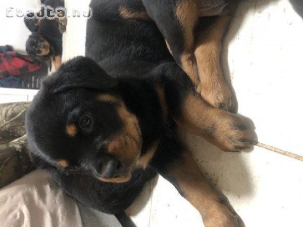 Rottweiler kiskutyák