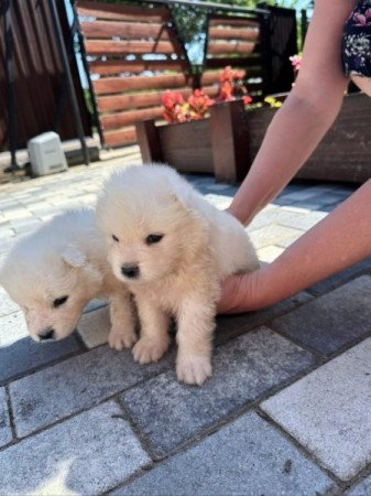Samoyede
