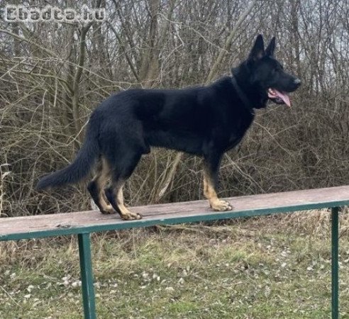 Munka vonalu német juhász