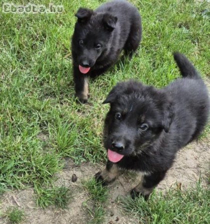 Munka vonalu német juhász