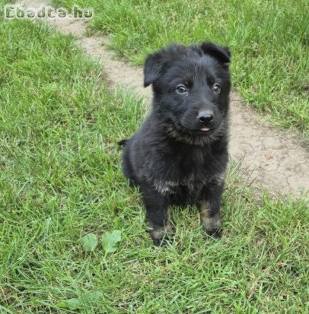 Munka vonalu német juhász