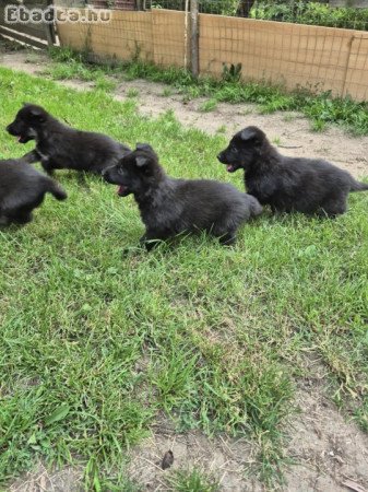 Munka vonalu német juhász