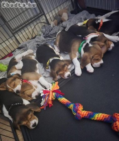 imádnivaló beagle kölykök