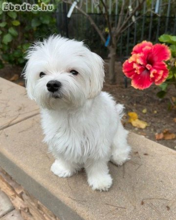 imádnivaló máltai kölykök