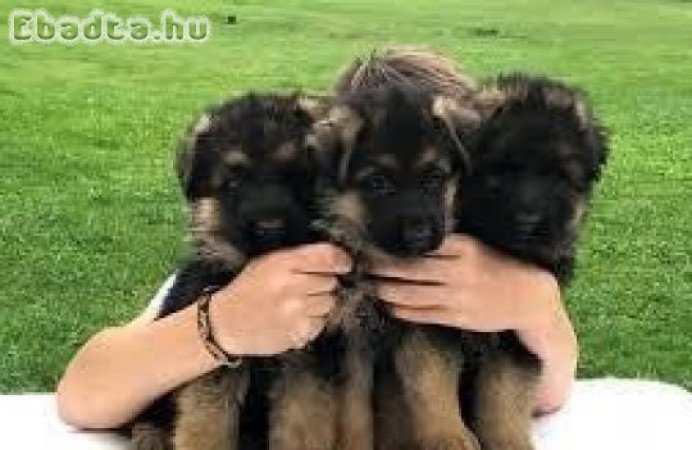 5 németjuhász kölyökkutyát ajándékba adunk