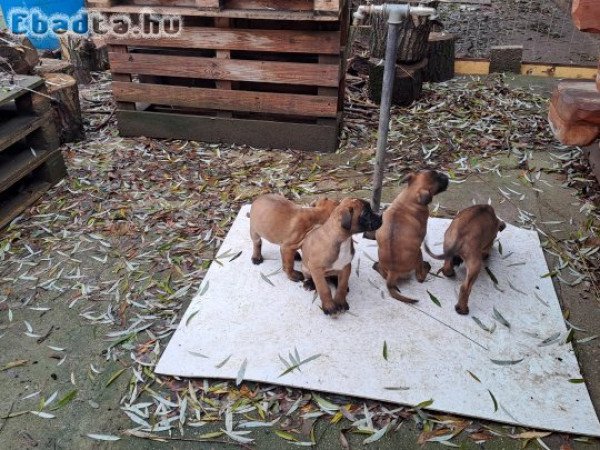 Boxer kiskutyák gazdit keresnek