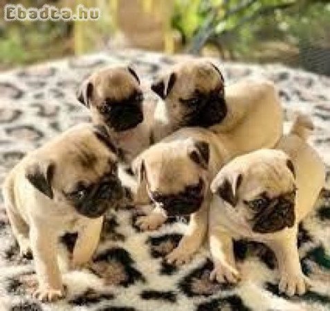 3 imádnivaló mopsz kölyökkutya