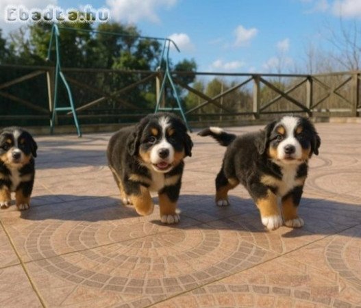 3 berni pásztorkutya kölyök