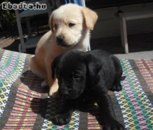 labrador retriever kölykök