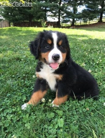 3 berni pásztorkutya kölyök