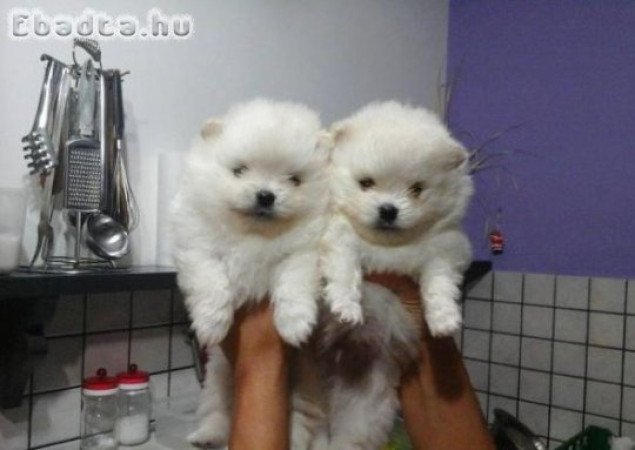 Gyönyörű pomerániai kölykök