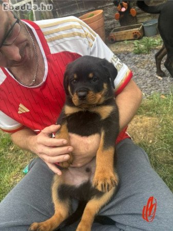 Rottweiler kölykök eladók