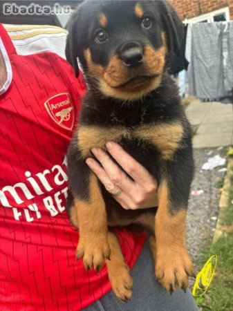 Rottweiler kölykök eladók