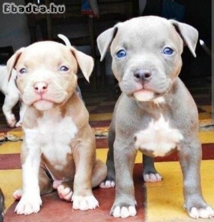 Pitbull terrier kölykök.
