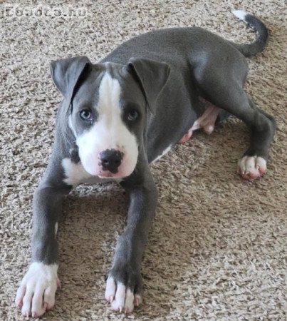 Pitbull terrier kölykök.