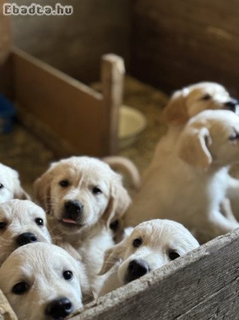 Golden Retriever kölykök